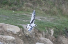 mouette_pygmee.jpg