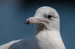 Goéland bourgmestre - Larus hyperboreus - Glaucous Gull