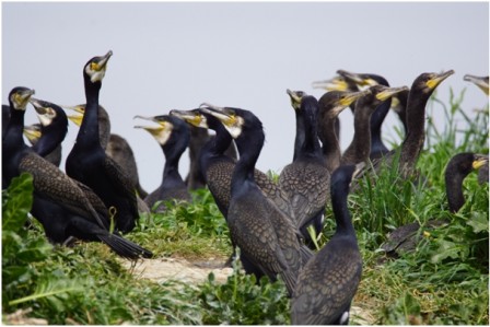 Grands cormorans nicheurs à Saint-Marcouf (photo Gérard Debout)