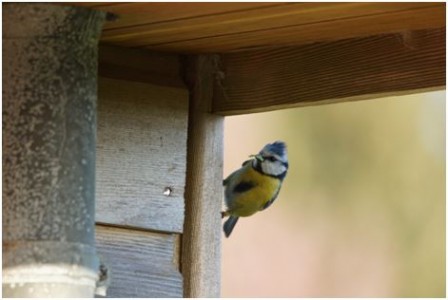 Mésange bleue (Photo Gérard Debout)