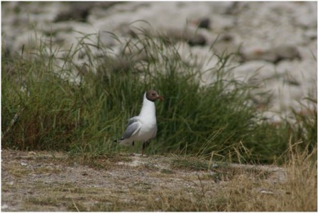 Mouette rieuse (Photo Gérard Debout)