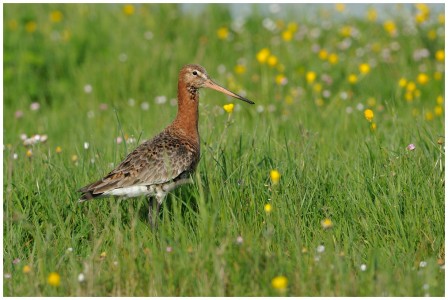 Jean-Jacques Boujot : Barge à queue noire - Limosa limosa (Beauvoir-sur-mer) - https://www.flickr.com/photos/jean-jacquesboujot/5618977447