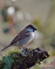 Moineau domestique -  Guimouth Inne