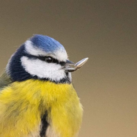 Mésange bleue - François GROSBOIS