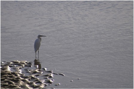 Aigrette garzette en hiver à Carteret (photo Gérard Debout)