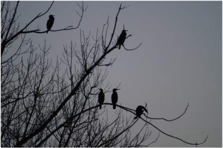 Dortoir hivernal de grand cormoran (photo Gérard Debout)