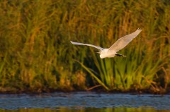 Aigrette_garzette.jpg