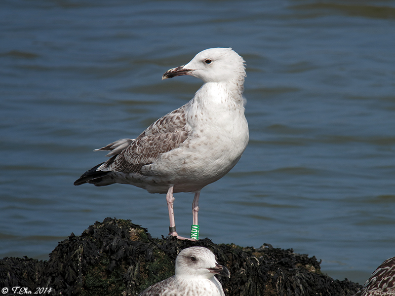 Goéland pontique (Larus cachinnans)