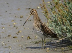 becassine_des_maraisIMG_0172.jpeg