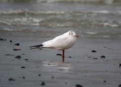 mouette_rieuse.jpg