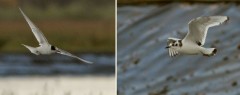 Sterne arctique - Mouette pygmée - Ardevon copie - SPr.jpg