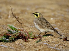 Alouette hausse-col (Eremophila alpestris)