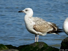 Goéland pontique (Larus cachinnans)