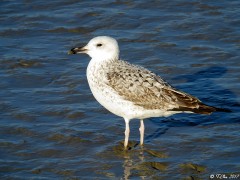 Goéland pontique (Larus cachinnans)