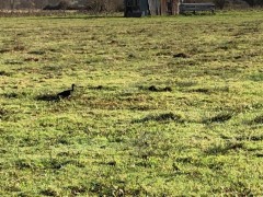 Ibis falcinelleCorneville simonin.jpg