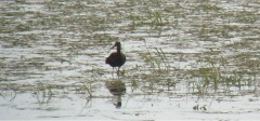 Ibis falcinelle Dives md130318.jpg