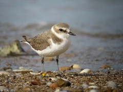 Gravelot à collier interrompu (Charadrius alexandrinus)