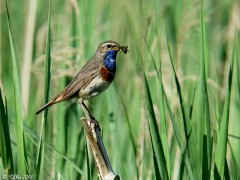 Gorgebleue à miroir (Luscinia svecica)