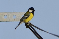 mésange charbonnière photo P. Dadu.JPG