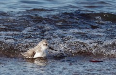 sanderling2018h.jpg