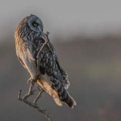 hibou des marais 2017 2 .jpg