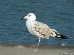 Goéland pontique (Larus cachinnans)