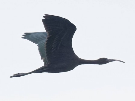 Jean Thieser (ibis falcinelle de Blonville-sur-mer /14)