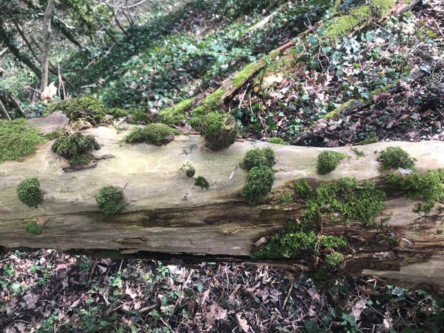 La chouette hulotte – En forêt avec Manon